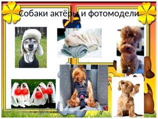 Собаки актёры и фотомодели 