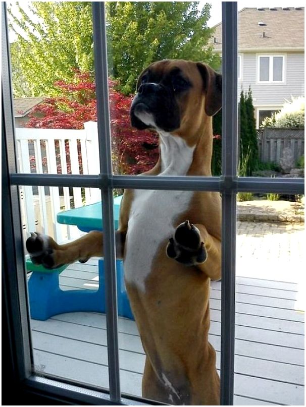 7. Он просто приходит и молча смотрит в окно дома соседей, когда хочет погулять с их собакой
