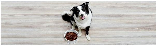 Как приучить собаку к сухому корму