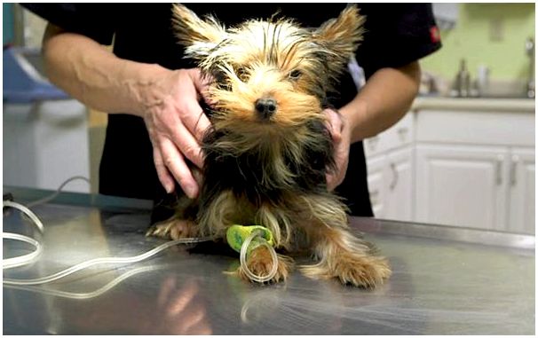 Нельзя делать прививки больной собаке
