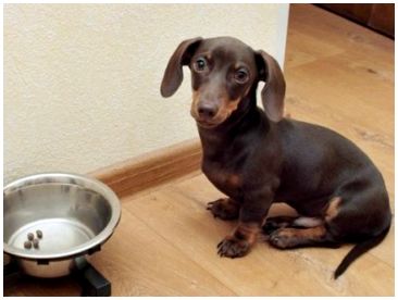 Рацион питания для собак породы такса