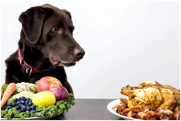 Подбор натуральных продуктов питания для собаки 