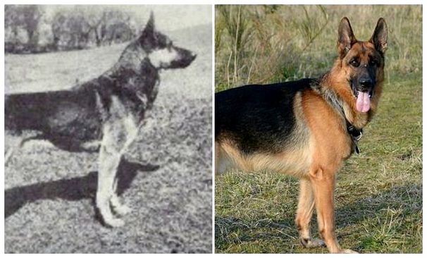 Как изменились собаки разных пород за 100 лет