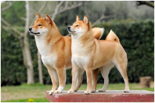 Две собаки породы сиба-ину