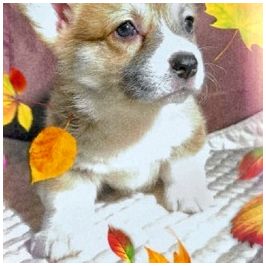 Девочка вельш-корги пемброк