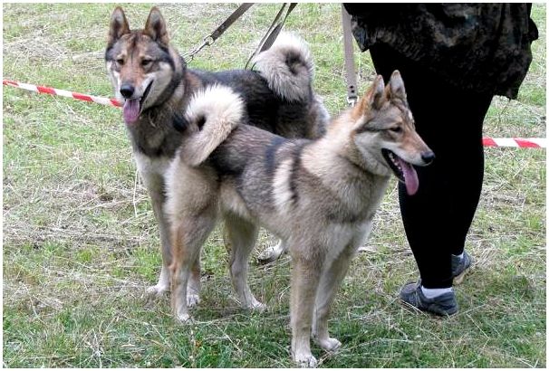 Западно-сибирская-лайка-собака-Описание-особенности-уход-и-цена-породы-11