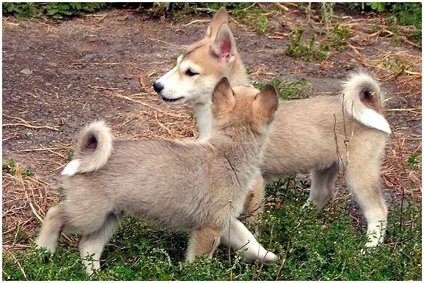 Западно-сибирская-лайка-собака-Описание-особенности-уход-и-цена-породы-8