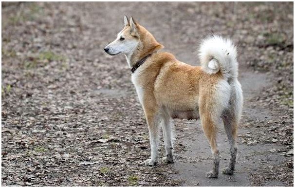 Западно-сибирская-лайка-собака-Описание-особенности-уход-и-цена-породы-4