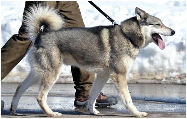 Западно-сибирская-лайка-собака-Описание-особенности-уход-и-цена-породы-13
