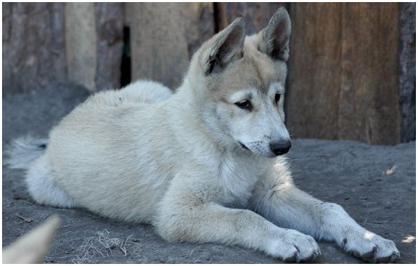 Западно-сибирская-лайка-собака-Описание-особенности-уход-и-цена-породы-17