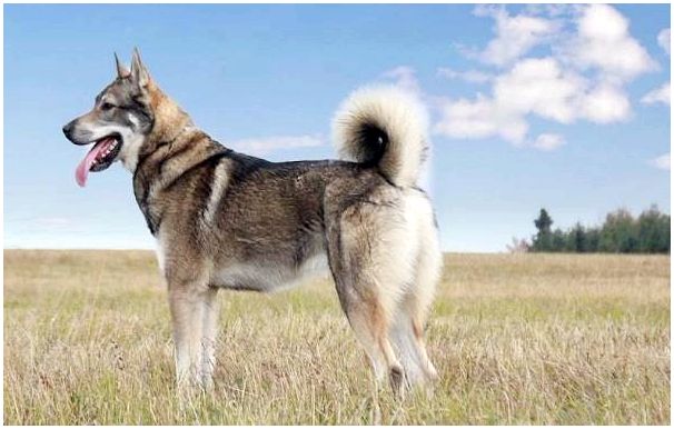 Западно-сибирская-лайка-собака-Описание-особенности-уход-и-цена-породы-2