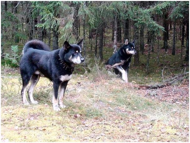 Достоинств больше