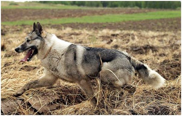 Западно-сибирская-лайка-собака-Описание-особенности-уход-и-цена-породы-12