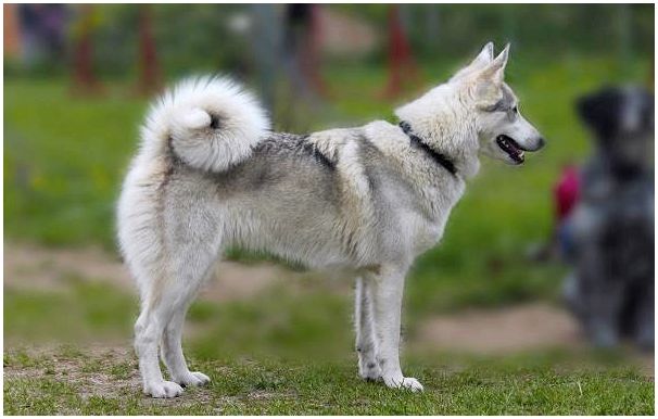 Западно-сибирская-лайка-собака-Описание-особенности-уход-и-цена-породы-1