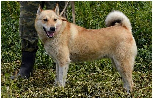 Западно-сибирская-лайка-собака-Описание-особенности-уход-и-цена-породы-5