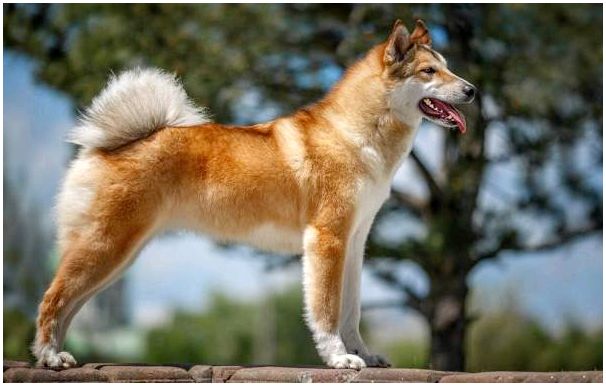 Западно-сибирская-лайка-собака-Описание-особенности-уход-и-цена-породы-14