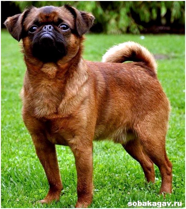 Пти-брабансон-собака-Описание-особенности-уход-и-цена-породы-10