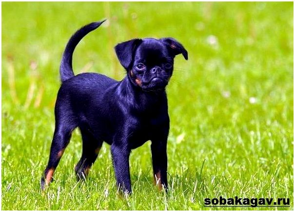 Пти-брабансон-собака-Описание-особенности-уход-и-цена-породы-6
