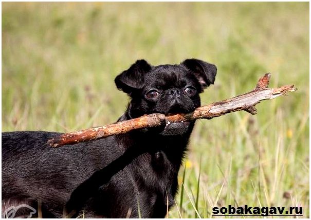 Пти-брабансон-собака-Описание-особенности-уход-и-цена-породы-8