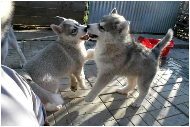 Собаки породы сибирский хаски фото thumbnail
