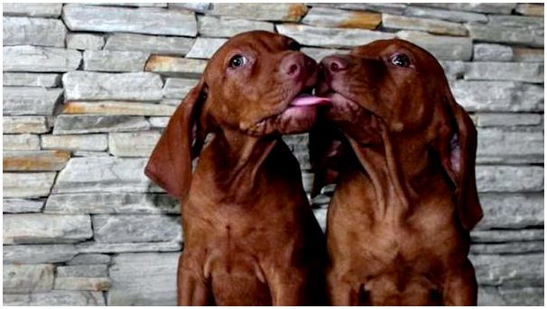 Собаки венгерской породы фото