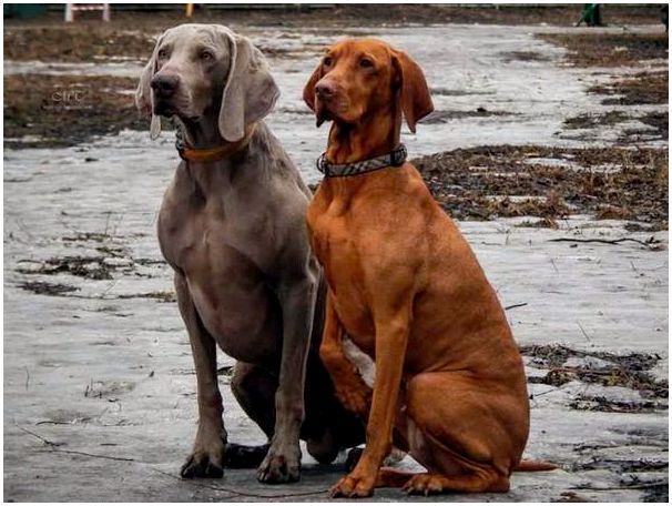 Собаки венгерской породы фото
