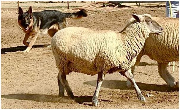 Немецкая овчарка охраняет стадо овец