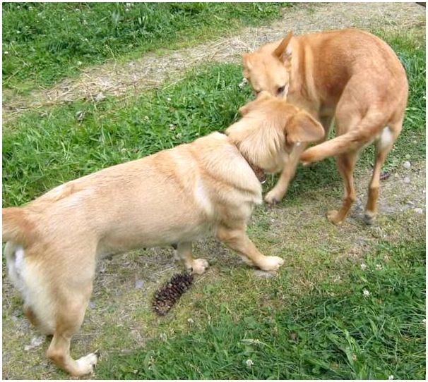 Фото породы собак чинук фото