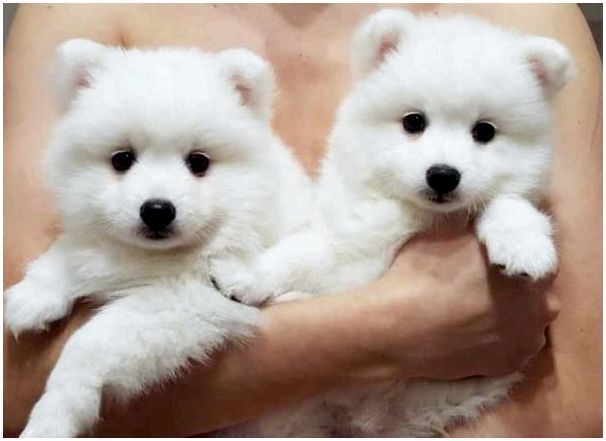 Фото породы собак японский шпиц фото thumbnail