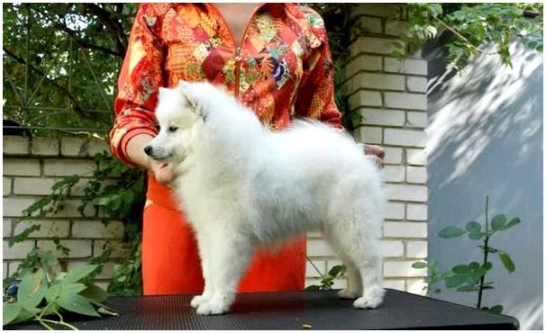 Фото породы собак японский шпиц фото