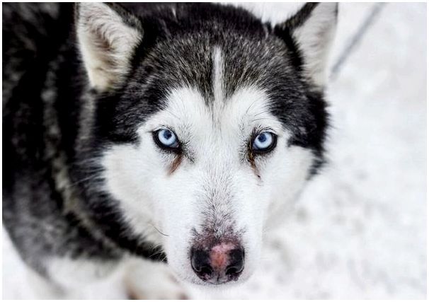 Фото породы собак сибирский хаски thumbnail