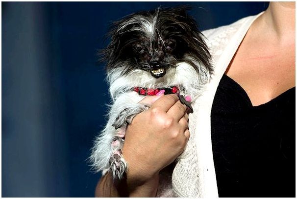 Победитель конкурса «Самый уродливый пес в мире» 2014 года, — помесь ши-тцу и чихуахуа.