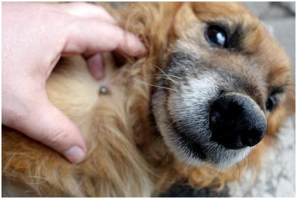 Прививка от клеща у собак название thumbnail