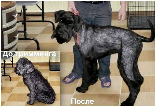 Рассмотрите фотографии собаки породы миттельшнауцер thumbnail