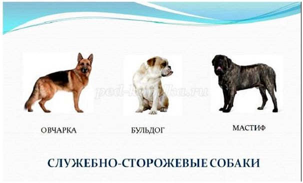 Ребусы с породами собак