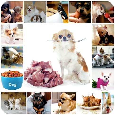 Как правильно и полезно кормить собак породы чихуахуа дома, натуральное питание для собаки, рекомендованное меню и продукты, рацион питания для собаки.