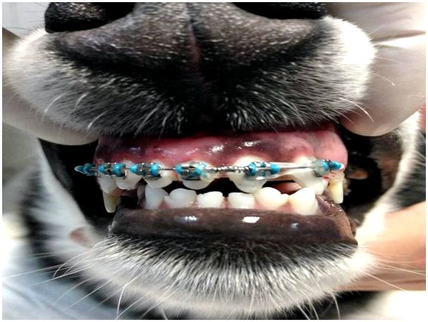 С какого возраста меняются зубы у собак