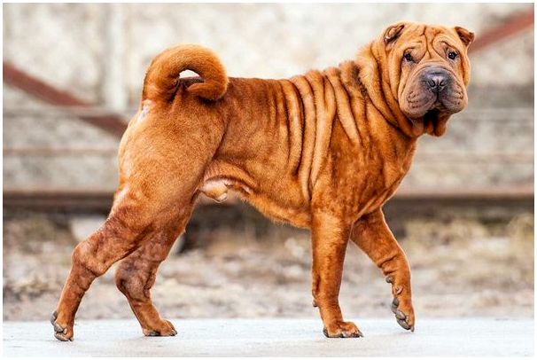 Самая древняя порода собак в мире топ 10