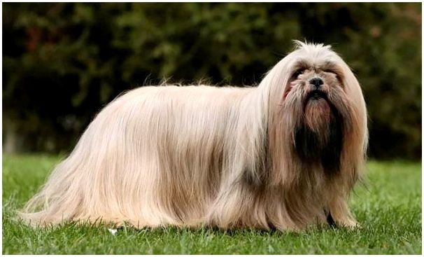 Самая древняя порода собак в мире топ 10