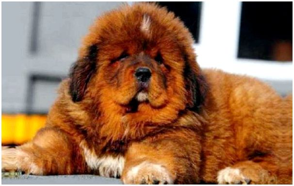 Порода собак тибетский мастифф является служебной