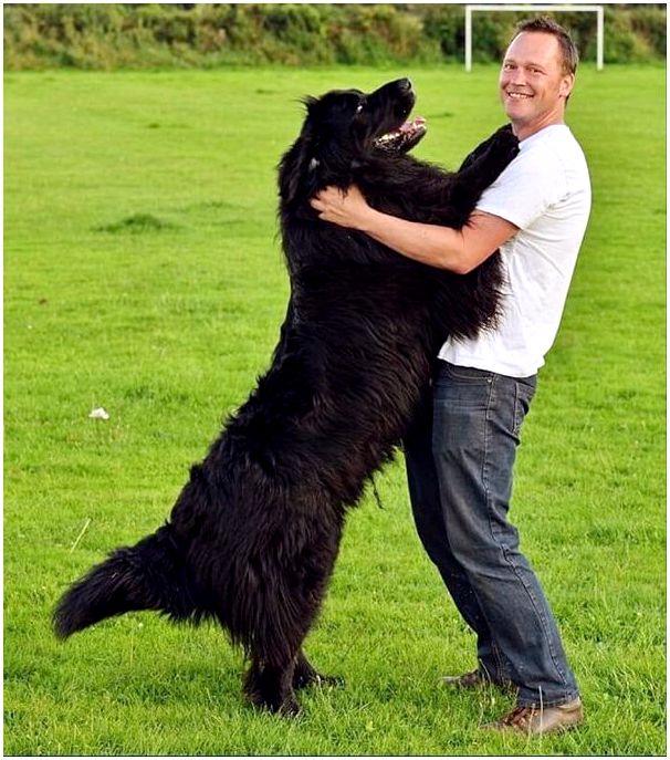 Самые крупные собаки в мире фото с названиями thumbnail