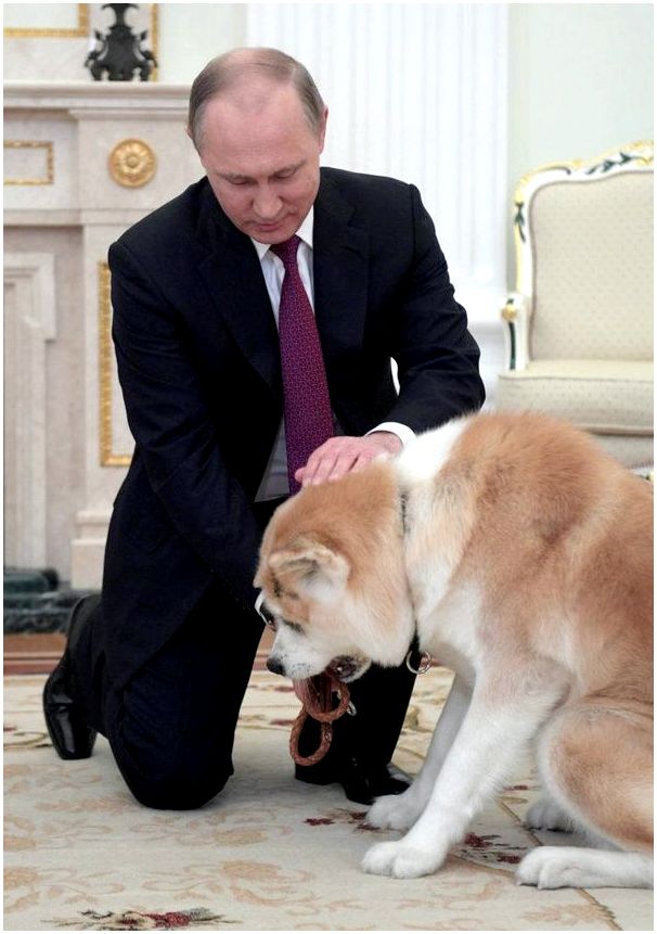 Собака президента породы акита