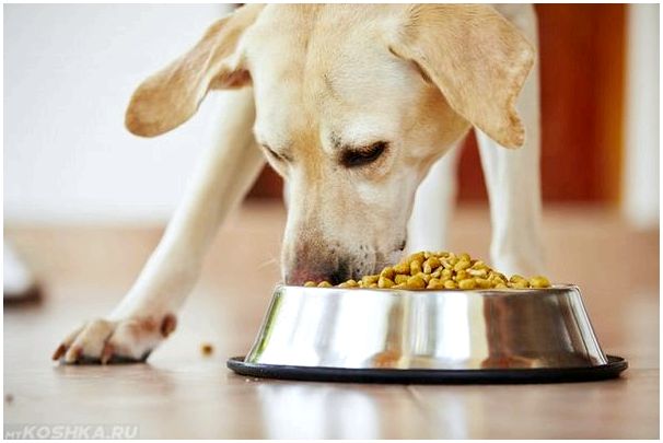 Собака ест сухой корм
