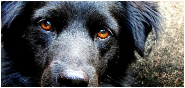 Здоровые глаза собаки