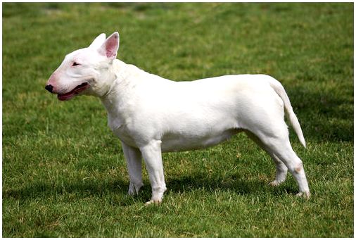 Среднее белые пород собак