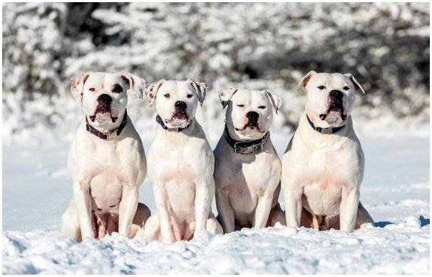 Фото собак породы бульдог американский