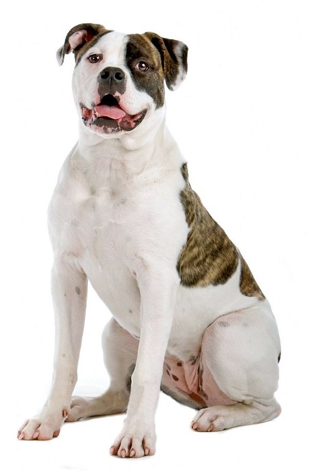 Фото собак породы бульдог американский