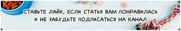 Когда можно начинать дрессировку щенка?
