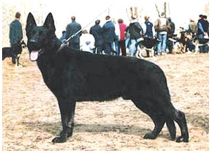 белорусская овчарка черная
