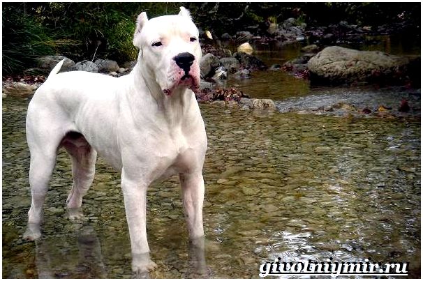 Алано-собака-Описание-особенности-уход-и-цена-собаки-алано-4